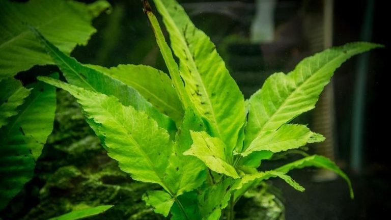 How to Grow El Nino Fern Aquarium Plant
