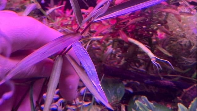 Purple Bamboo Aquarium Plant