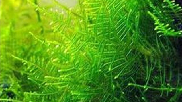 How to  Grow Borneo Fern Aquarium Plant