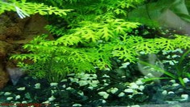 borneo fern aquarium plants