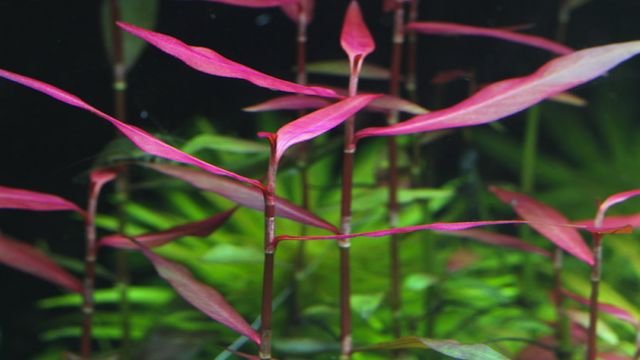 Purple Bamboo Aquarium Plant