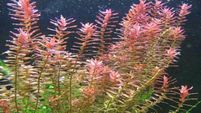 Rotala Aquarium Plants