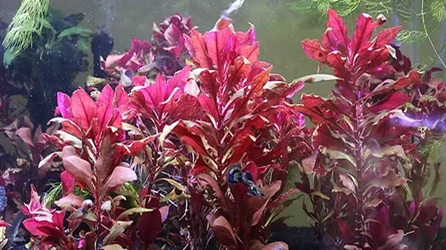 Scarlet Temple Aquarium Plant