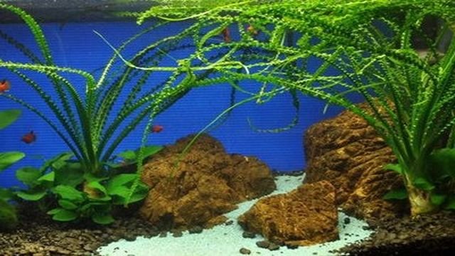 crinum calamistratum aquarium plants